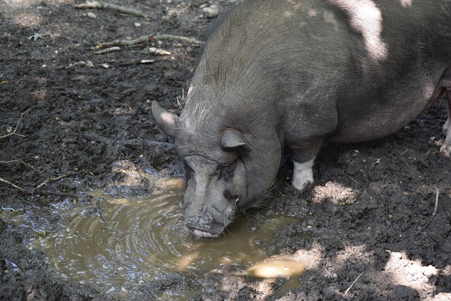 轮的比赛证 轮的比赛证